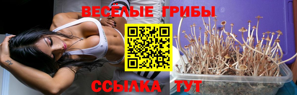 Фурманов  Галлюциногенные грибы Cubensis  Вход с VPN  Псилоцибиновые грибы GOLDEN TEACHER 